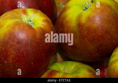 Pommes Gravenstein rouge variété. Cooking apple, en particulier pour la compote de pomme et de cidre. Banque D'Images