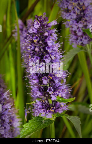 Les fleurs d'Gastache 'black adder' Le songe d'une usine d'abeilles avec soft, stubby bouteille bleue pinceaux teinté de noir. Banque D'Images