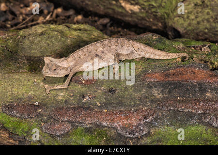 Caméléon nain malgache (Brookesia minima), Madagascar Banque D'Images