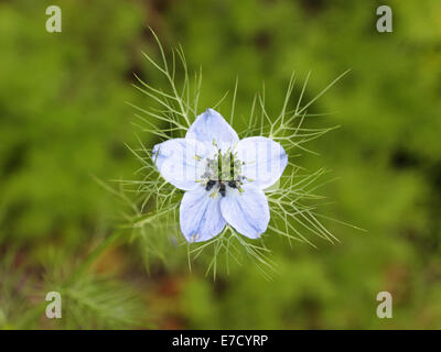 Love-dans-un-Mist flower ( Nigella damascena ) également connu sous le nom de bijoux perse Banque D'Images