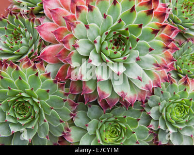 Plantes Sempervivum Hirtum Banque D'Images