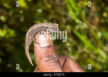 Caméléon nain malgache (Brookesia minima), Madagascar Banque D'Images