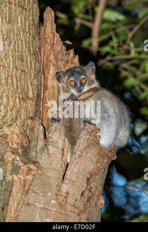 White-footed (Lepilemur leucopus) dans un trou d'arbre, Berenty réserve naturelle, Fort Dauphin, Madagascar Banque D'Images