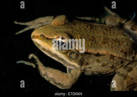 La grenouille verte Rana esculenta, amphibien, Amphibia, Anura, Formello, lazio, Italie Banque D'Images