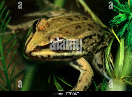 La grenouille verte Rana esculenta, amphibien, Amphibia, Anura, Italie Banque D'Images