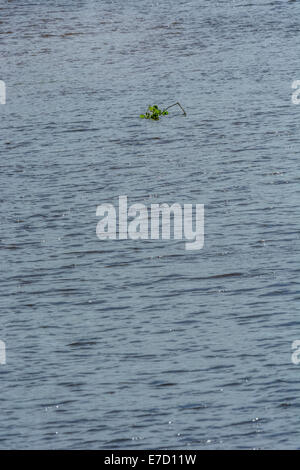 Branche d'arbustes/arbre flottant sur une rivière en plein débit. Point de mise au point vers la partie supérieure de l'image sur le feuillage. Prix de l'eau, l'eau comme produit de base. Banque D'Images