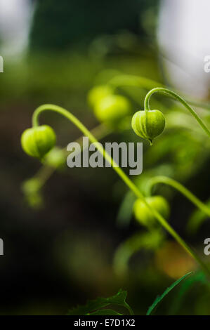 Clematis tangutica, Bill Mackenzie orientalis, groupe 3. Banque D'Images