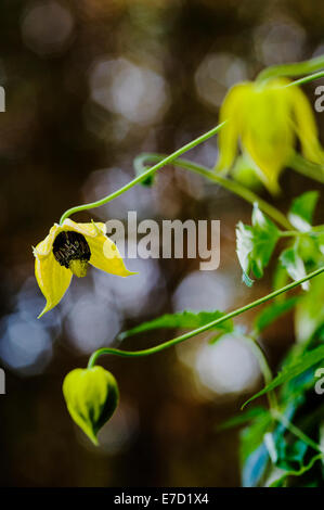 Clematis tangutica, Bill Mackenzie orientalis, groupe 3. Banque D'Images