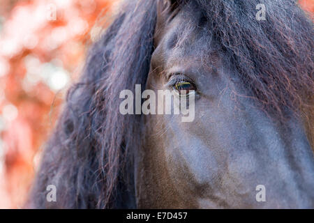 Close up d'un étalon frison frison / horse eye en automne automne rouge avec arbres en arrière-plan flou Banque D'Images