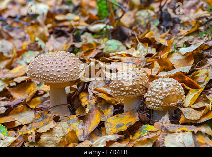 Champignons agaric fly Royal Banque D'Images