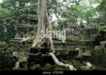 Un arbre pousse sur les ruines de Ta Phrom temple, partie d'Angkor Wat, au cours de la saison de mousson, à Siem Reap, Cambodge. Banque D'Images