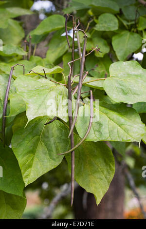 Catalpa bignonioides gousses. Banque D'Images