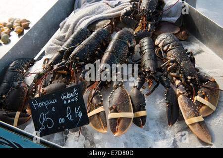 Les homards du marché aux poissons à Courseulles sur Mer en Normandie, France UE Banque D'Images