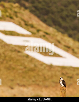 Jeune poussin Osprey sur perche, Pandion haliaetus, Sea Hawk, les poissons de la rivière Eagle, hawk, poisson faucon, raptor, Chaffee Comté, Colorado, États-Unis Banque D'Images