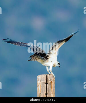 Jeune poussin Osprey sur perche, Pandion haliaetus, Sea Hawk, les poissons de la rivière Eagle, hawk, poisson faucon, raptor, Chaffee Comté, Colorado, États-Unis Banque D'Images