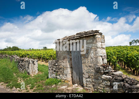 Vignoble. Pommard, Côte de Beaune, d'Or, Bourgogne, France Banque D'Images