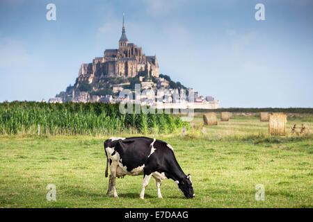 Baie du Mont Saint Michel classé Patrimoine Mondial de l'UNESCO, vache dans les pâturages et le Mont Saint Michel dans l'arrière-plan Banque D'Images