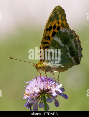 Une d'argent à la chaux fritillary (Argynnis paphia) papillon en nectar soleil d'après-midi sur scabious dans la Combe de Caray dans l'Aveyr Banque D'Images