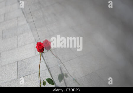 Ottawa, Canada. 14Th Sep 2014. Une rose se retrouve contre le mur commémoratif à l'pompier, à Ottawa, Canada, le 14 septembre, 2014. L'événement annuel attire des centaines de pompiers de partout au pays pour honorer leurs collègues disparus et voir leur nom ajouté à la désormais 1200 qui ornent le monument. Credit : Cole Burston/Xinhua/Alamy Live News Banque D'Images