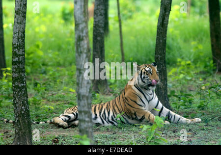 Dans la jungle de tigre avec selective focus Banque D'Images