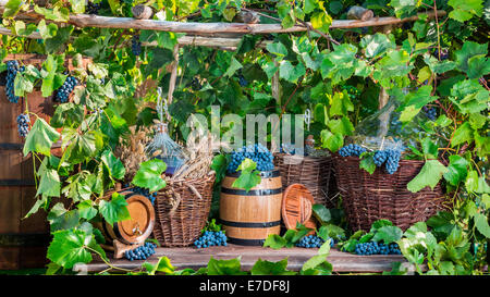 Vendanges dans un village de style ancien Banque D'Images