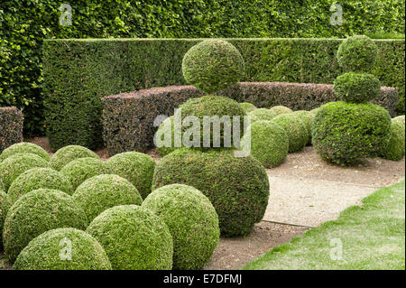 East Ruston Old Vicarage gardens, Norfolk, Royaume-Uni. Parfaitement coupé if, hêtre et fort des buissons dans le stock Border Banque D'Images