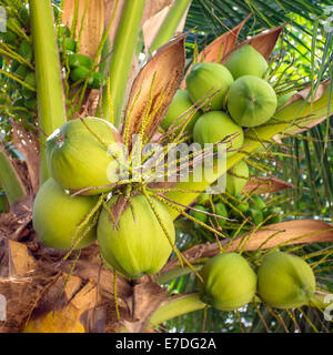 Fermer un tas de noix de coco verte à l'arbre. Banque D'Images