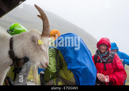 Les randonneurs sur le Tour du Mont Blanc partager l'abri de forte pluie avec une chèvre sur le Col du Bonhomme près de Les Contamines, Alpes Françaises. Banque D'Images