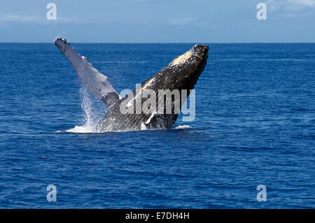 Une violation des baleines à bosse au large de la côte de Maui, Hawaii. La baleine à bosse migre vers les eaux hawaiiennes chaud pendant la gagner Banque D'Images