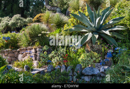 Jardin de l'abbaye de Tresco, Îles Scilly, au Royaume-Uni. Un géant agave ferox sur la terrasse médiane Banque D'Images