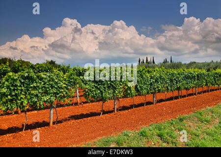 Vignobles en Istrie Banque D'Images