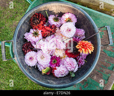 Une brouette et jardin bin plein de fleurs dahlia après vide à la fin de l'été, UK Banque D'Images