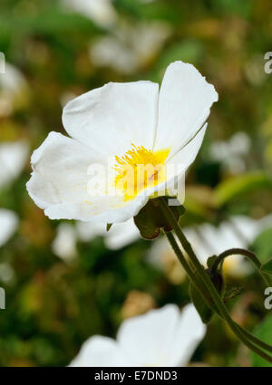 Ciste à feuilles de sauge - cistus salvifolius fleur simple Banque D'Images