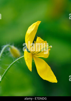 Une plus grande chélidoine Chelidonium majus - gros plan de fleur jaune Banque D'Images