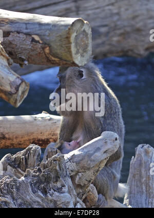 Exercices du matin . . . À l'aube, Bioparc Valencia en Espagne et les foreuses sont éveillés . . . Mandrillus Leucophaeus sont primates chez des chiens en leur donnant un féroce à distincts nez, étroitement liés à des babouins et encore plus étroitement afin de mandrills. Ces frugivore Ancien monde peser jusqu'à 35 kg et sont généralement trouvés au Cameroun , le Nigeria et l'île de Bioko. Jusqu'à maintenant, ils n'avaient jamais été vu dans un environnement qui recrée la forêt riveraine conditions. Le nouveau Bioparc a ouvert ses portes le 28 février 2008. Ce nouveau zoo, couvre quelque 100 000 mètres carrés et est localiser Banque D'Images