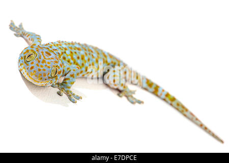 La Thaïlande Gecko Tokay sur fond blanc Banque D'Images