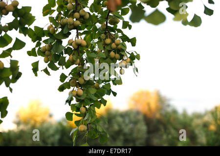 Close-up of Fruit Ginkgo Biloba Banque D'Images