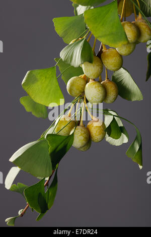 Close-up of Fruit Ginkgo Biloba Banque D'Images