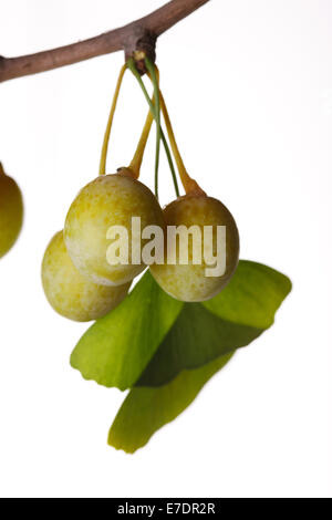 Close-up of Fruit Ginkgo Biloba Banque D'Images