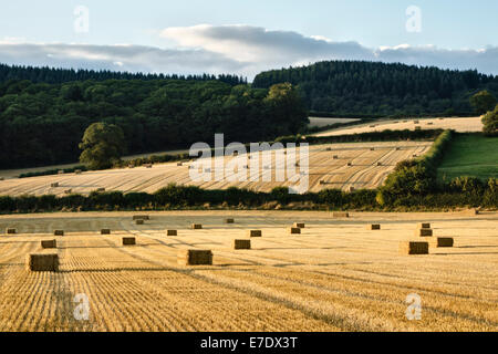 Bottes de paille dans un champ de chaumes après la récolte, Herefordshire, UK, sur une belle soirée d'août Banque D'Images