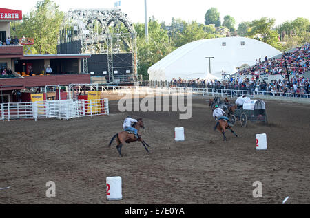 Les cavaliers galopant après chuckwagon en course du stade, le Stampede de Calgary, Calgary, Alberta, Canada. Banque D'Images