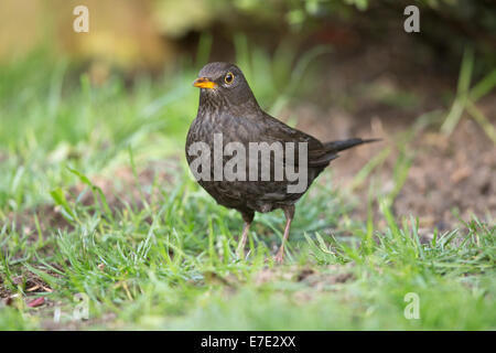 Homme Merle noir (Turdus merula) debout dans l'herbe Banque D'Images