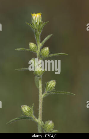 Stinkwort, dittrichia graveolens Banque D'Images