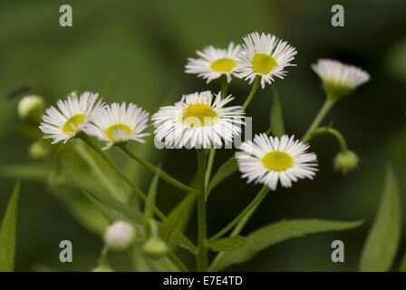 Fleabane Erigeron annuus, annuel Banque D'Images