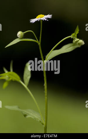 Fleabane Erigeron annuus, annuel Banque D'Images