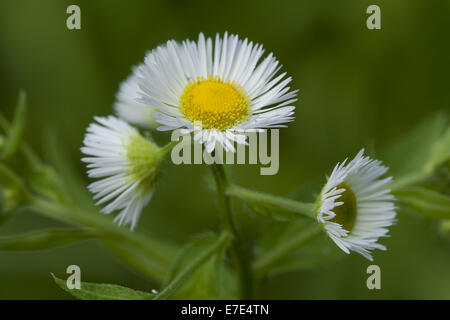 Fleabane Erigeron annuus, annuel Banque D'Images