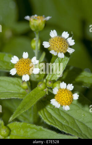Galinsoga parviflora, Soldat Gallant Galinsoga parviflora, Soldat Gallant