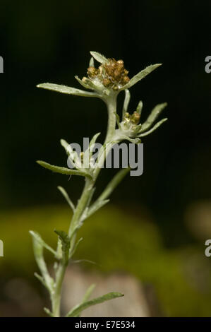 Gnaphalium uliginosum gnaphale des marais, Banque D'Images