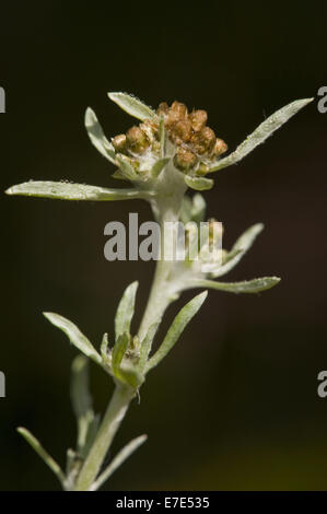 Gnaphalium uliginosum gnaphale des marais, Banque D'Images