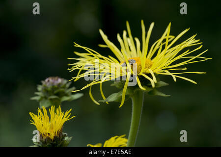 Grande aunée, Inula helenium Banque D'Images